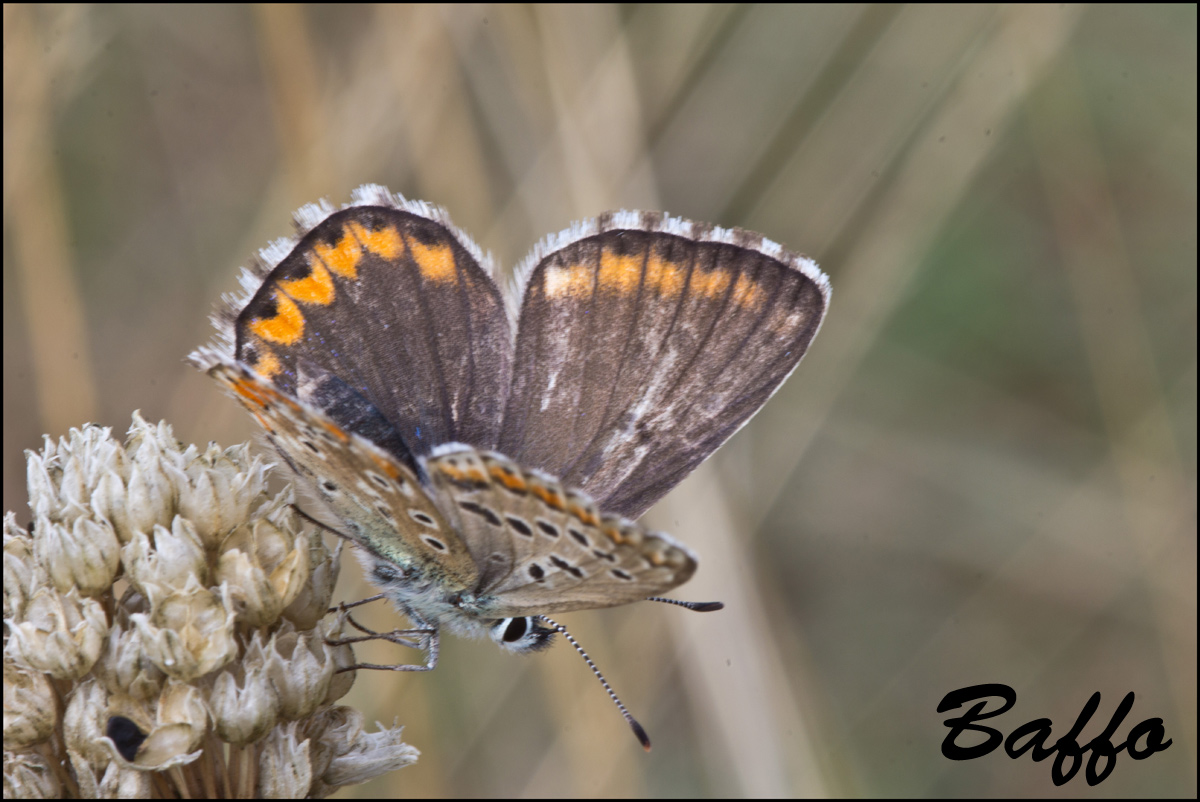 Ultimi svolazzamenti - Polyommatus (Lysandra) bellargus